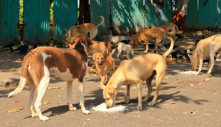 https://www.salarnews.in/public/uploads/images/newsimages/maannewsimage22122025_221858_Kolar Dog Survey.png